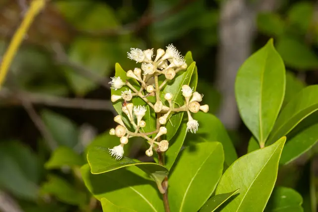 Lilly Pilly (Acmena smithii)