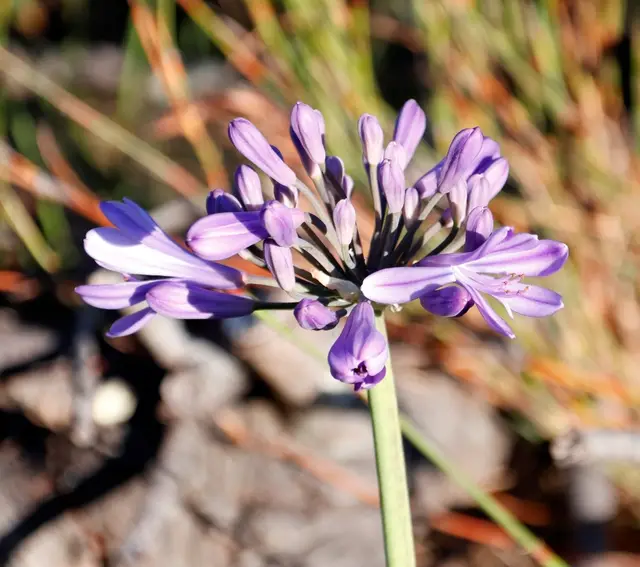 Agapanthus africanus (Agapanthus africana)