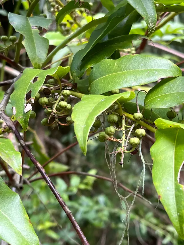 Florida hobblebush (Agarista populifolia)