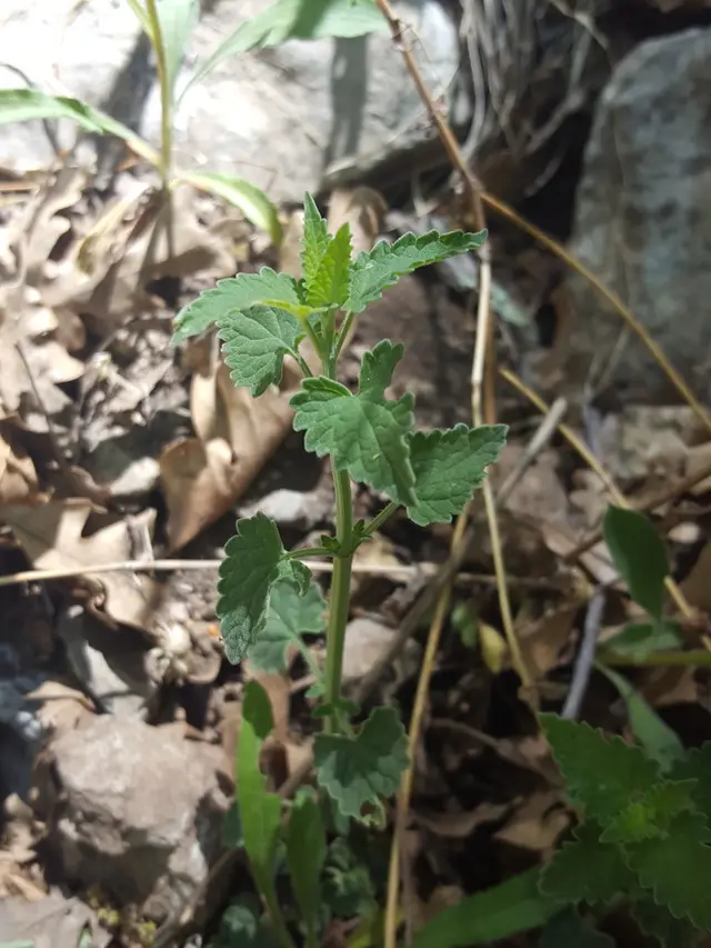 Hummingbird mint (Agastache)