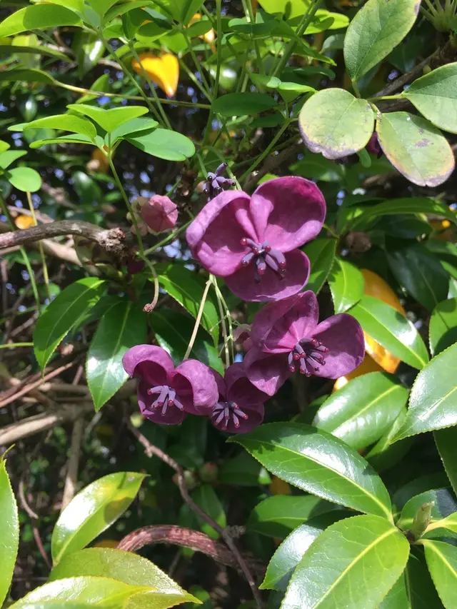 Chocolate vine (Akebia)