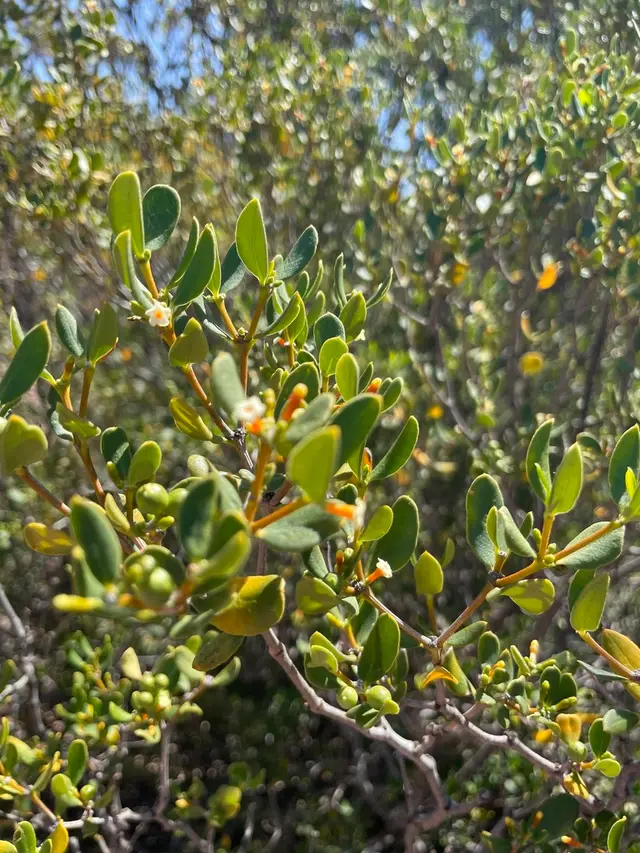 Sea Box (Alyxia buxifolia)