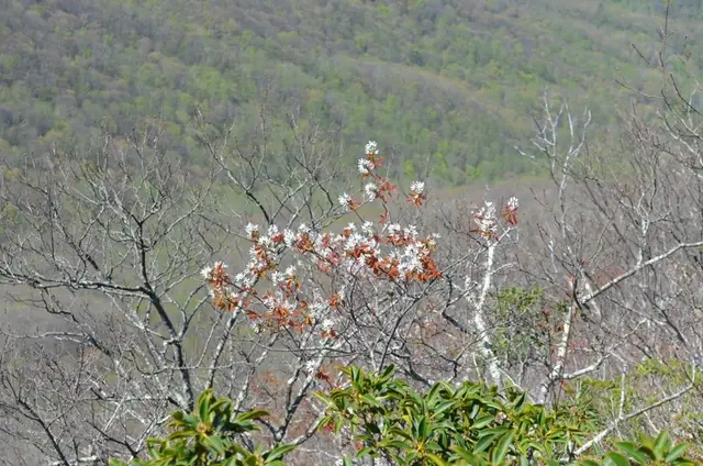 Allegheny serviceberry (Amelanchier laevis)