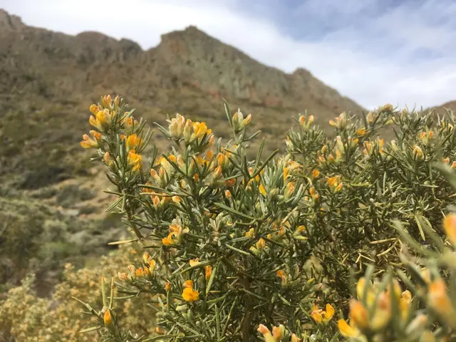 Anarthrophyllum rigidum (Anarthrophyllum rigidum)