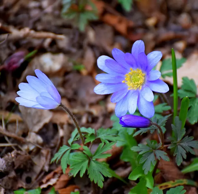 Grecian Windflowers (Anemone blanda)