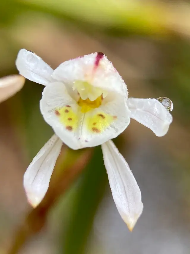 Odd-leaved orchid (Aporostylis bifolia)