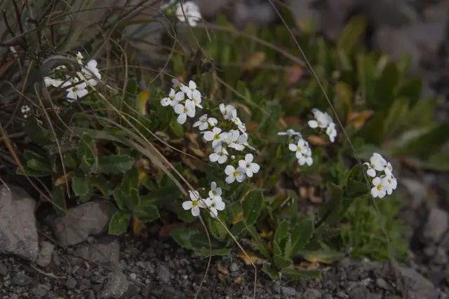 Rockcress (Arabis alpina)
