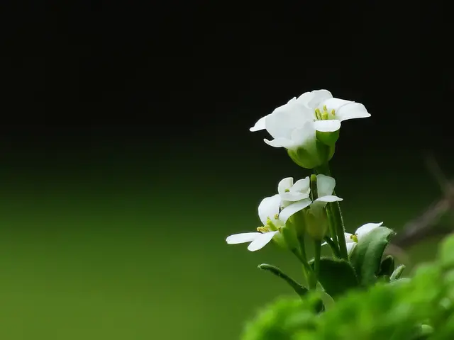 Rockcress (Arabis)
