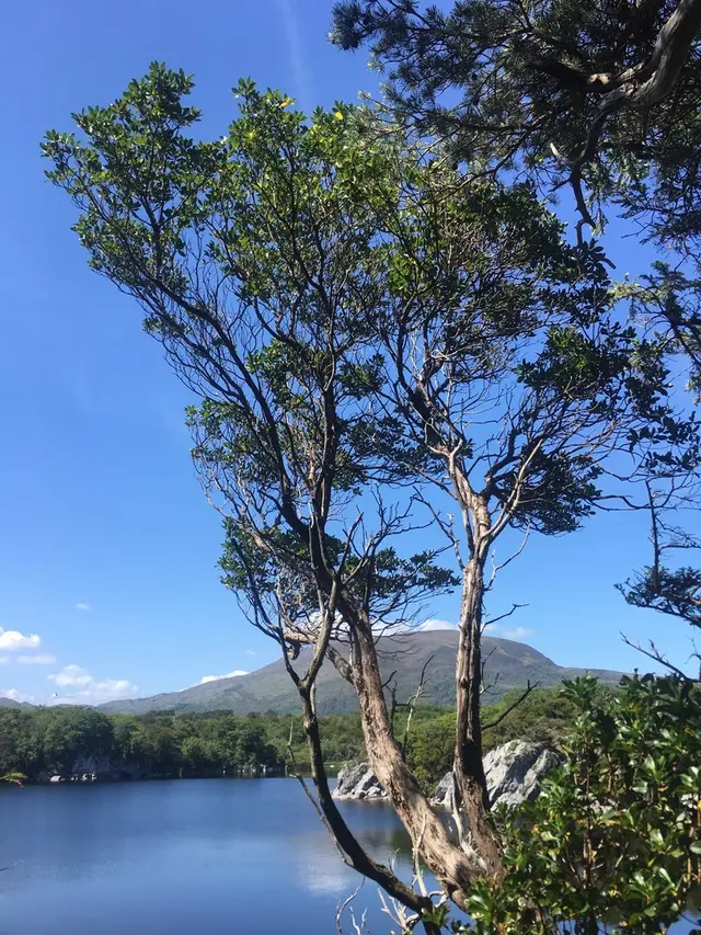 Strawberry tree (Arbutus unedo)