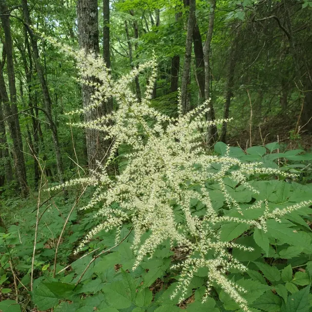 Astilbe (Astilbe spp.)