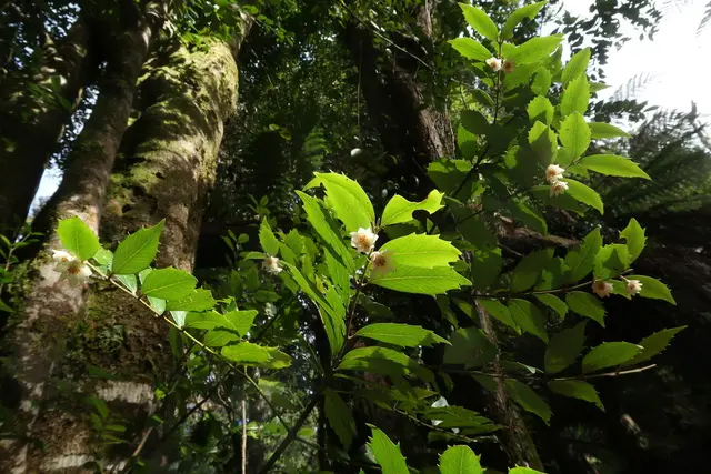 Sassafras (Atherosperma moschatum)