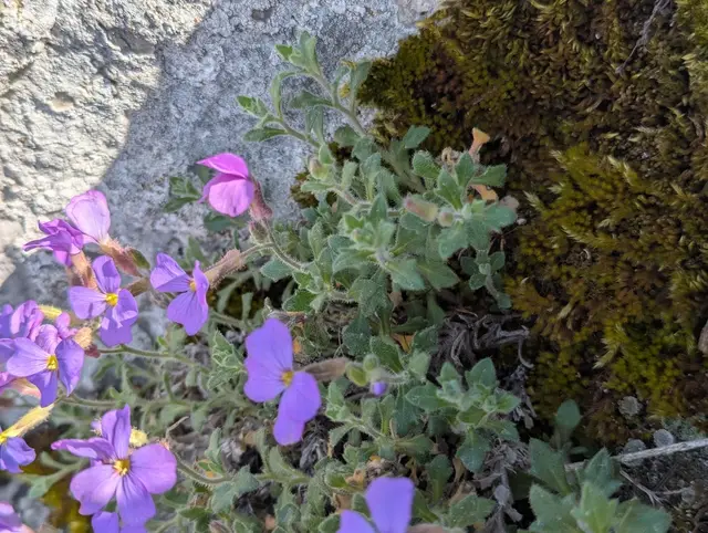 False Rockcress (Aubrieta spp.)