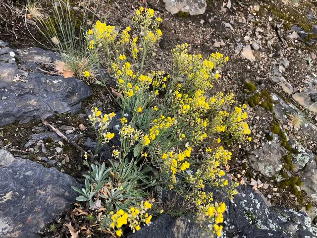 Basket of gold (Aurinia spp.)