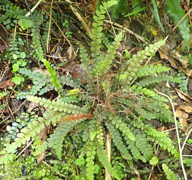 Austroblechnum membranaceum (Austroblechnum membranaceum)