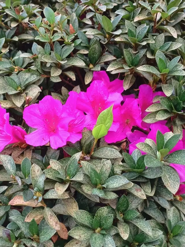 Rhododendron indicum (Azalea obtusum)