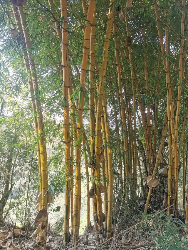 Bamboo (Bambusa vulgaris)