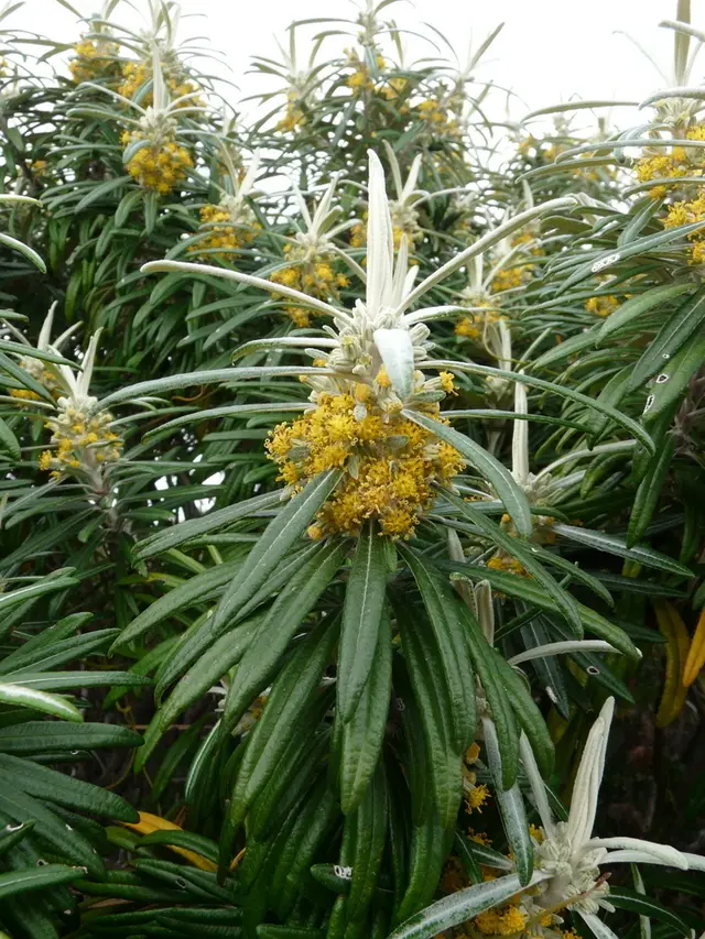 Blanket Bush (Bedfordia salincina)