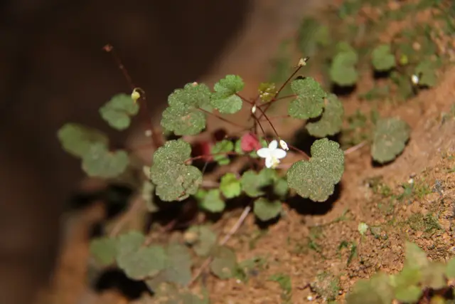 Begonia (Begonia spp.)