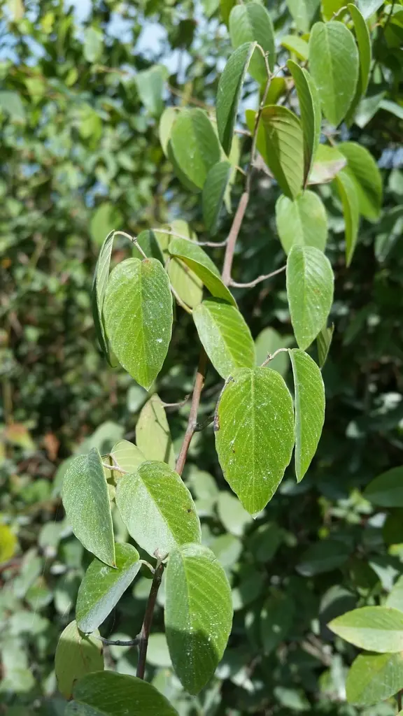 American Rattan (Berchemia scandens)