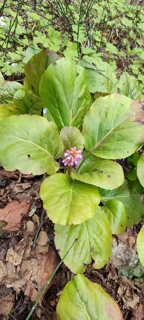 Bergenia (Bergenia spp.)