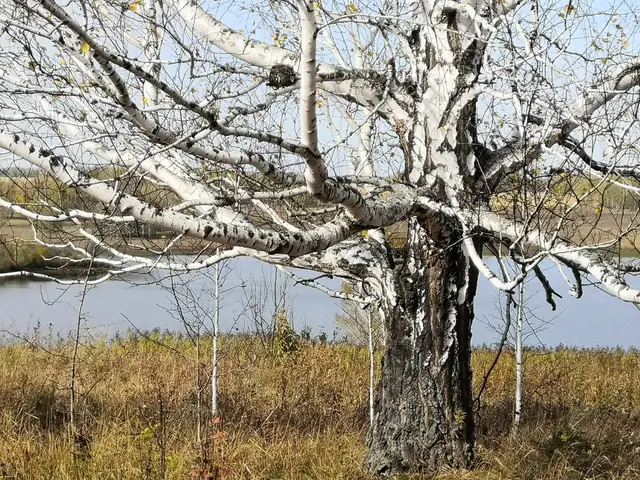 European white birch (Betula pendula)
