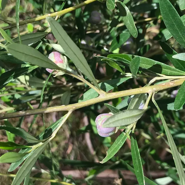 Pinkwood (Beyeria viscosa)
