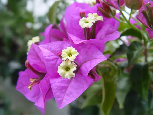 Paperflower (Bougainvillea glabra)