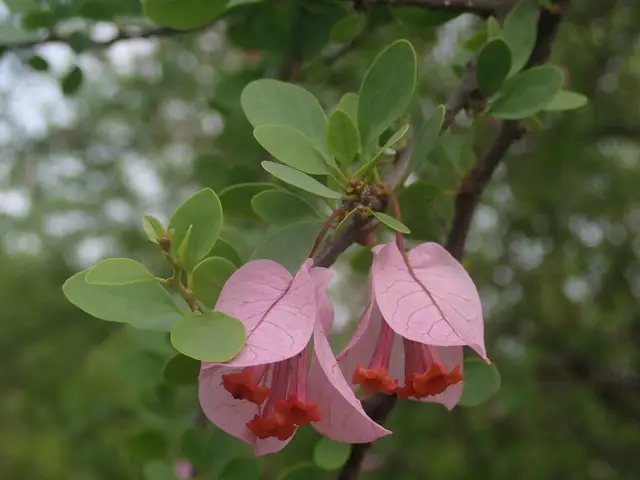 Bougainvillea (Bougainvillea sp.)
