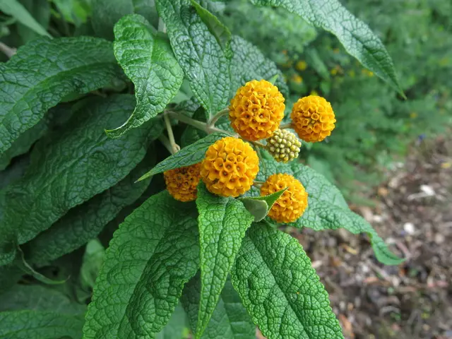 Buddleia (sterile varieties) (Buddleia)