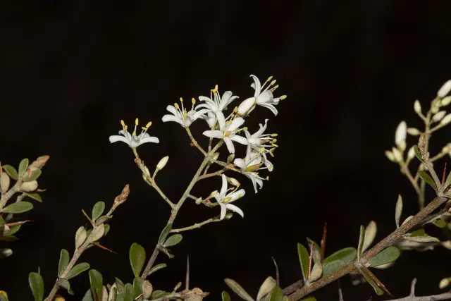 Sweet Bursaria (Bursaria spinosa)
