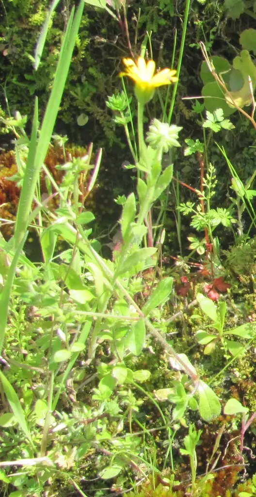 Calendula (Callendula sp.)