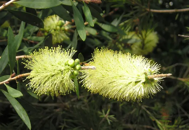Callistemon (Callistemon sp.)