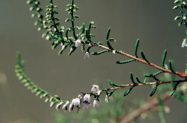 Heather (Calluna sp.)