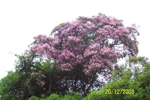 Cape Chestnut (Calodendrum capense)