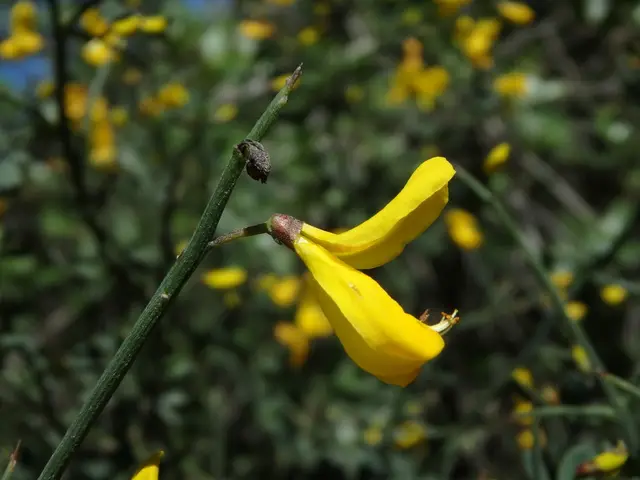 Calicotome spinosa (Calycotoma spinosa)