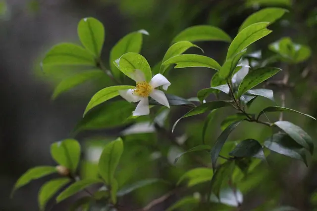 Camellias (Camellia sp.)