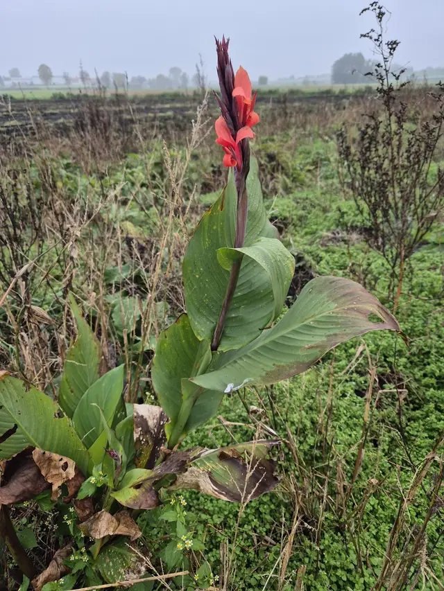 Canna (Canna spp.)