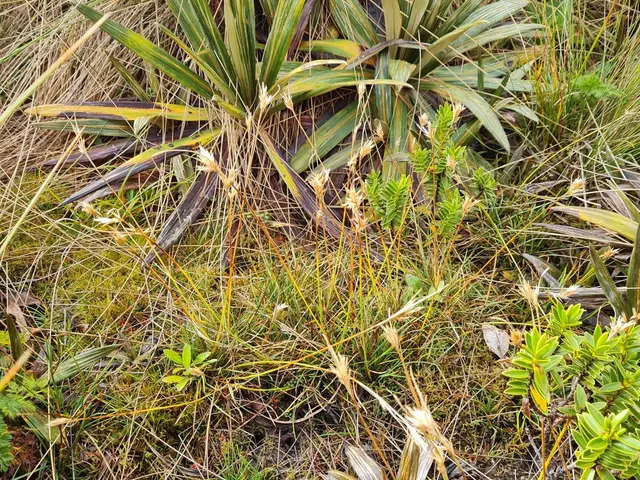 Carpha (Carpha alpina)