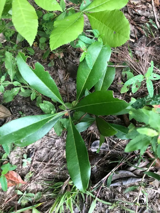 American Olive (Cartrema americana)