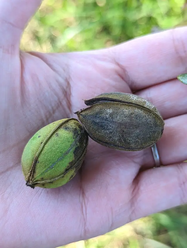 Pecan (Carya illinoensis)