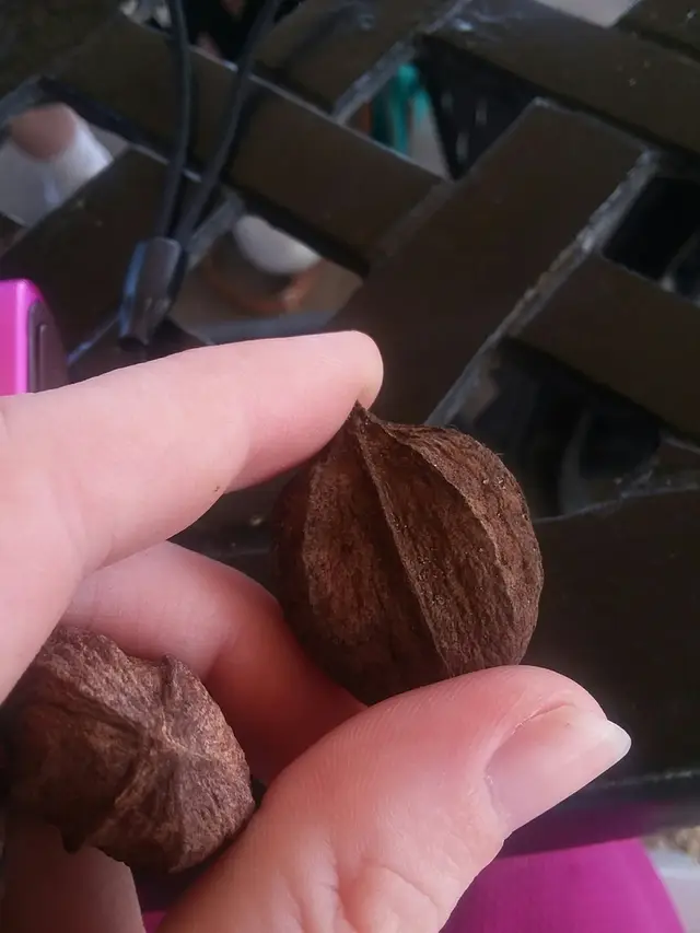 Hickory (Carya spp.)
