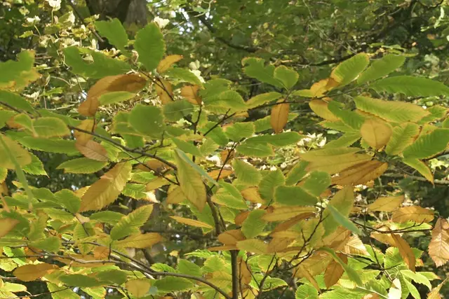 Sweet chestnut (Castanea sativa)