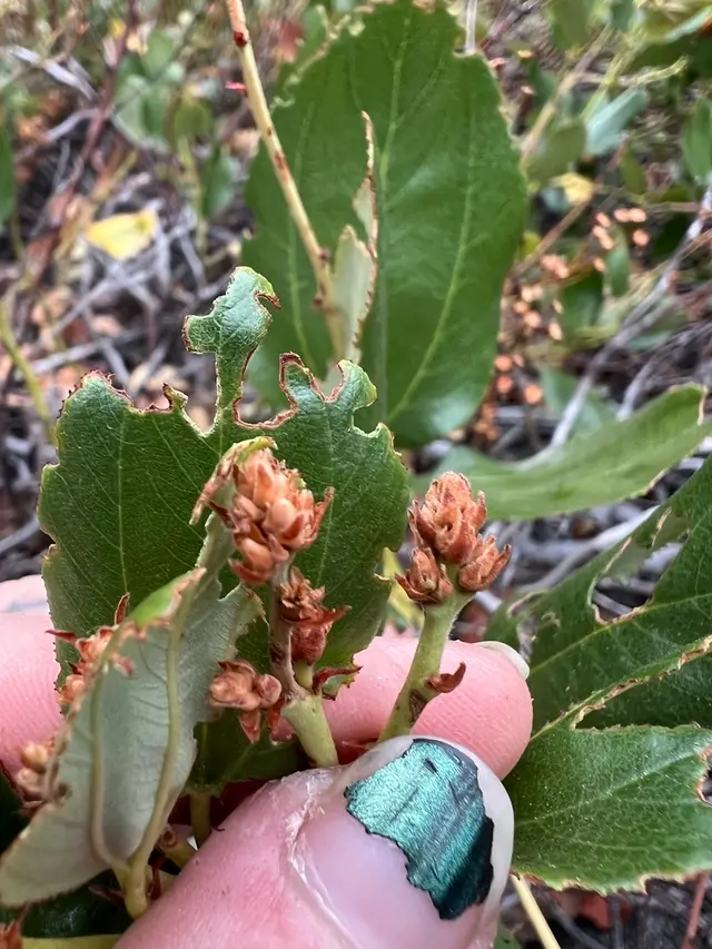 Deerbrush (Ceanothus sp.)