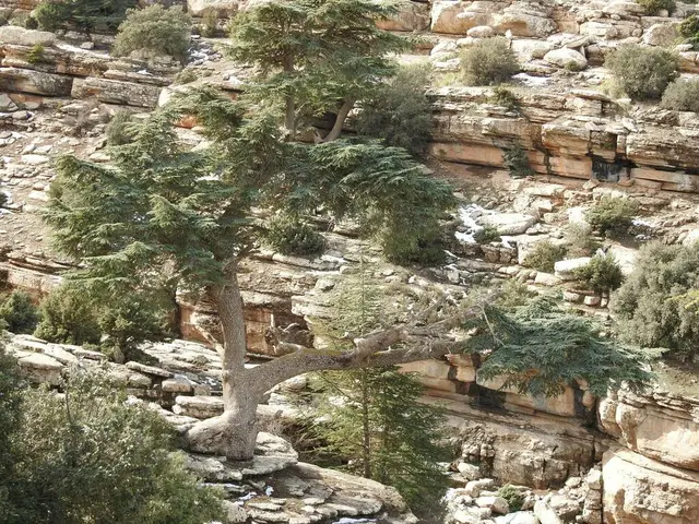 Cedar (Cedrus spp.)