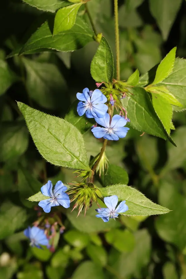 Hardy Plumbago (Ceratostigma plumbaginoides)