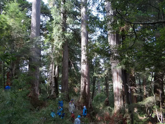Hinoki falsecypress (Chamaecyparis obtusa)