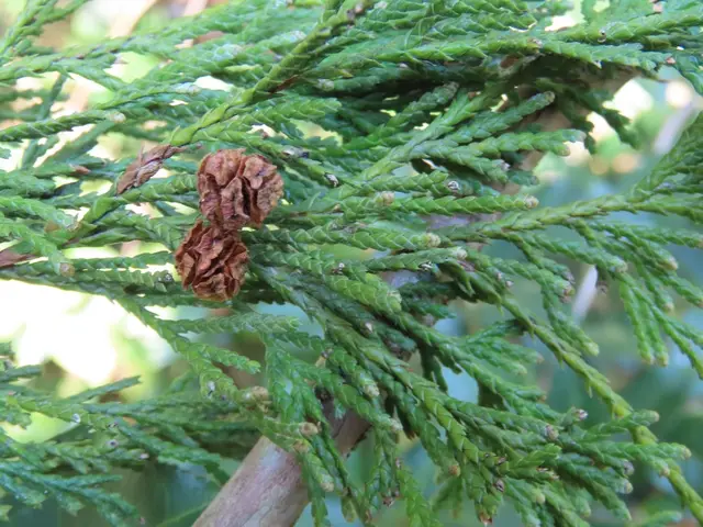 Japanese falsecypress (Chamaecyparis pisifera)