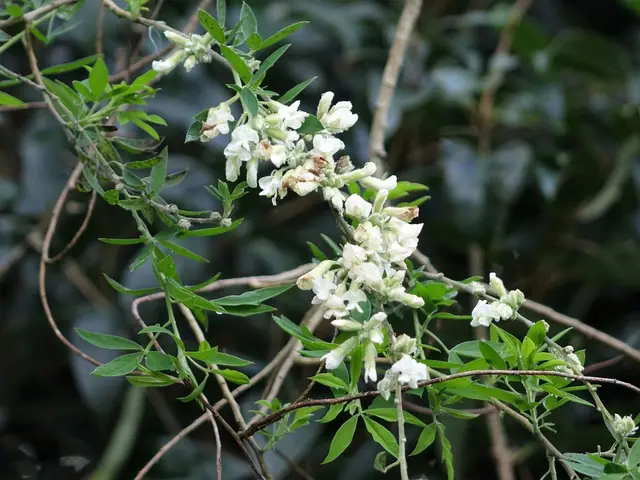Tree lucerne (Chamaecytisus palmensis)