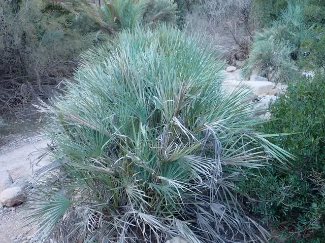 Mediterranean fan palm (Chamaerops humilis)