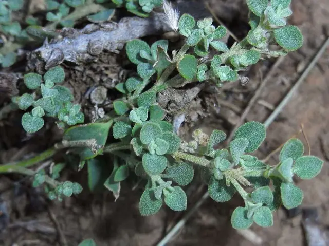 Frosted Goosefoot (Chenopodium desertorum)